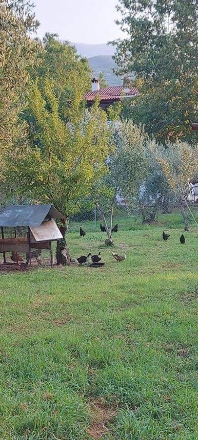 Diamond Farm Villa بلاك كالا المظهر الخارجي الصورة