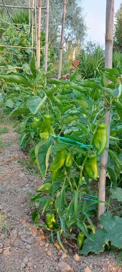 Diamond Farm Villa بلاك كالا المظهر الخارجي الصورة