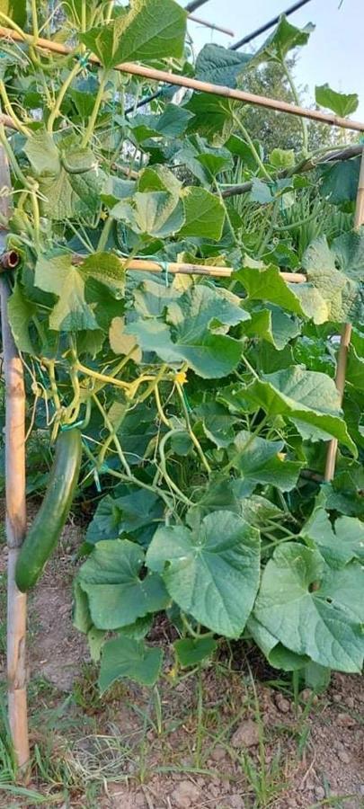 Diamond Farm Villa بلاك كالا المظهر الخارجي الصورة